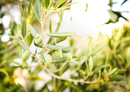 Olives on olive tree branch. Detail closeup of Green olives fruits with selective focus and shallow depth of fieldの写真素材