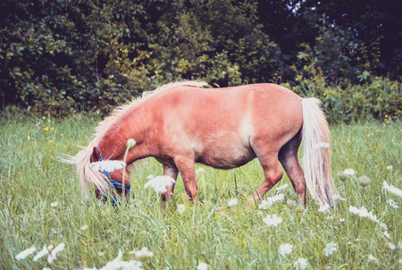 Pony horse is pasture feeding on the meadow. Shetland Norwegian pony is feeding on green grass with forest in the background. Animal in natureの写真素材