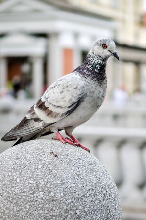 Pigeon or a Dove is standing on granite block on old city bridge in Ljubljana Sloveniaの写真素材