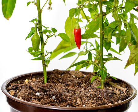 Pepper plant with fresh red chilli peppers growing in plastic pot, studio image on on white backgroundの写真素材