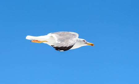 Seagull is flying and soaring over blue sea. Sea bird in blue skies over the ocean.の写真素材