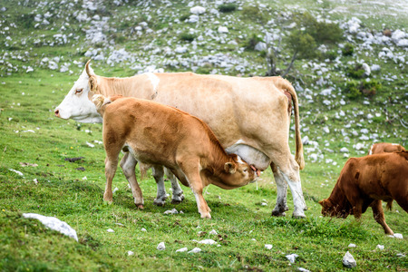 Free range cattle cows on high mountain green pasture. Organic breeding in the summer season in Krvavec, Sloveniaの写真素材