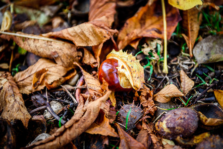 Horse chestnut - Aesculus hippocastanum on forest floor with leaves. Bunch of Chestnuts and the season colored leaves in the park or forest.の写真素材