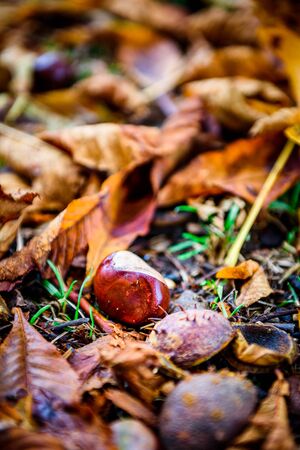 Horse chestnut - Aesculus hippocastanum on forest floor with leaves. Bunch of Chestnuts and the season colored leaves in the park or forest.の写真素材
