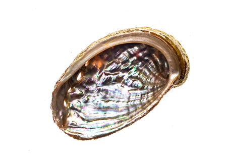 Abalone - Haliotis lamellosa isolated on white background. Sea ear, ear shell, muttonfish or muttonshell is a common shell fish or mollusc souvenir.の写真素材