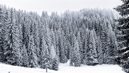 Snowy winter forest with pine or spruce trees covered snow. Scenic winter landscape in fog - Pokljuka, Slovenia.の写真素材