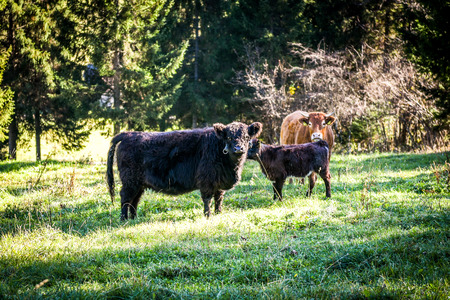 Free range cattle cows on high mountain green pasture. Organic breeding in the summer season in Krvavec, Sloveniaの写真素材