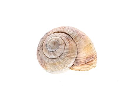 White spiral snail house or shell isolated on white background.