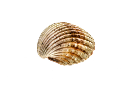 Fresh rough cockle clam (Acanthocardia tuberculata) shell isolated. Saltwater mussel is often used...