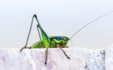 Green grasshopper or locust macro shot on a outdoor terrace. Green insect outside in mediterranean climate - Adriatic sea - Silba Croatia.の写真素材