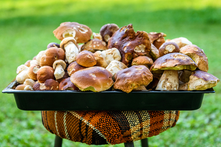 Boletus Edulis,  penny bun or porcino is wild edible mushroom. Bunch of home picked wild Boletus Edulis mushroom fungus on lawn grass meadow.の写真素材