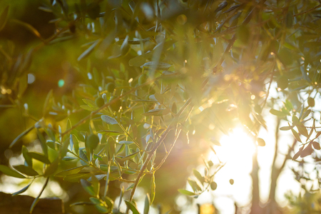 Olives on olive tree branch with sunshine in background. Detail closeup of Green olives fruits with selective focus and shallow depth of field. Mediterranean, Adriatic Sea, Croatia.の写真素材