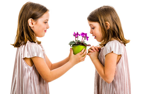 Identical twin girl giving viola flower pot to her sister. Little girl child is giving a gift or present of flowers to her sister. Profile view, studio shot, isolated on white background.の写真素材