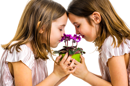 Identical twin girl are smelling viola flower green pot. Little girls - children are smelling flowers with closed eyes. Profile view, studio shot, isolated on white background.の写真素材