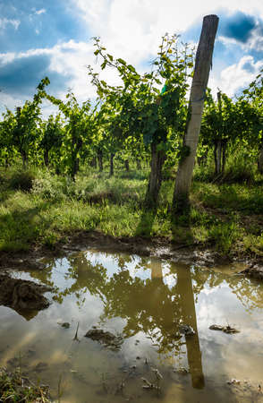 View of famous wine region Goriska Brda hills in Slovenia. Panoramic photo of vineyard rows and terrace of grapevineÂ plants. Rural landscape photo of winery hills on a sunny day.の写真素材