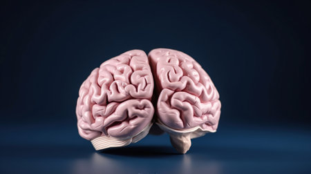Human brain Anatomical Model, front view, AI Generativeの素材