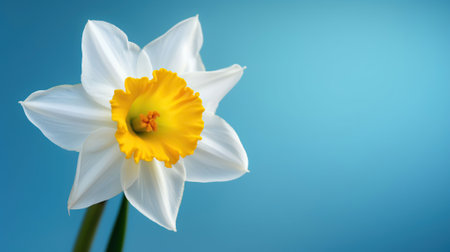 Yellow white daffodil, narcissus, jonquil flower close up on bright blue background with copy space for text. Generative AIの素材