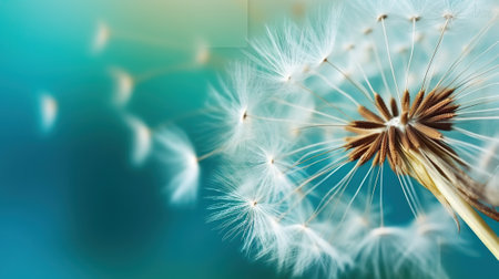 Dandelion seeds close up blowing in blue turquoise background, Generative AIの素材