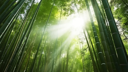Embracing the Beauty of a Sun-Kissed Bamboo Forest at Dawn. Generative AIの素材