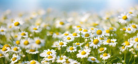 Chamomile flower field,Chamomile in the nature, Generative AIの素材