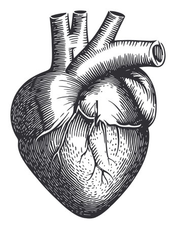 This detailed illustration of a heart showcases a vintage medical style, ideal for educational materials, health-related graphics, and artistic projects.のイラスト素材