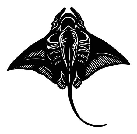 Discover a stunning black and white engraving of a manta ray, showcasing its grace and elegance. Ideal for marine biology and wildlife themes.のイラスト素材