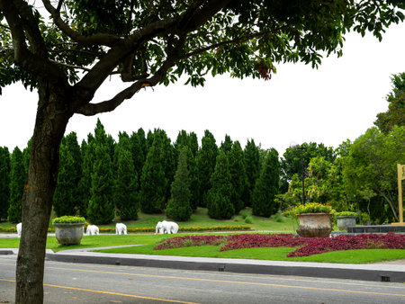 Outdoor park and shady trees providing shade on a white background.の写真素材