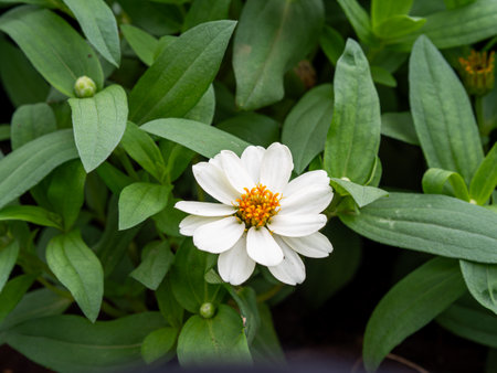 Beautiful flowers in the garden close up.の写真素材