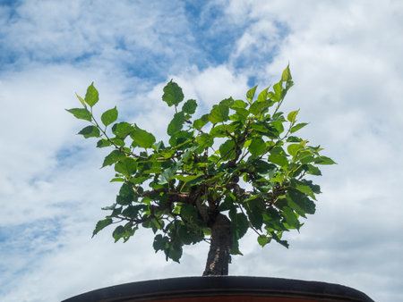 Trees on the blue sky backgroundの写真素材