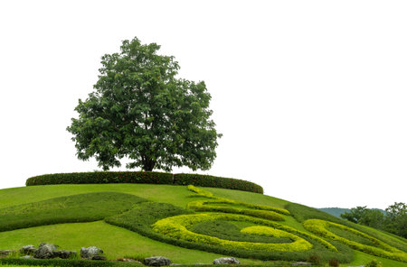 Single tree on grass hill isolate white background with cliping path and alpha channel.