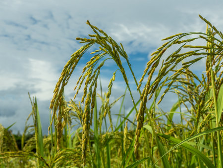 Close up of rice, blue sky, rice field in Thailand.の写真素材