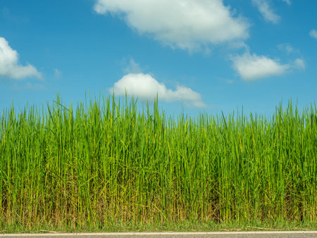Picture of rice plants in front and blue sky.の写真素材