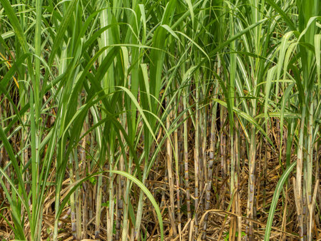 Sugarcane farm with sugarcane growing with sunrise in Thailand.の写真素材