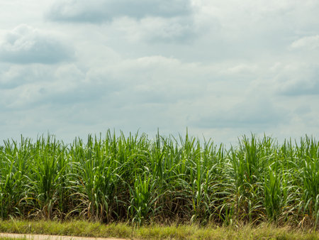 Sugarcane fields, blue sky and clear sky days in Thailand.の写真素材