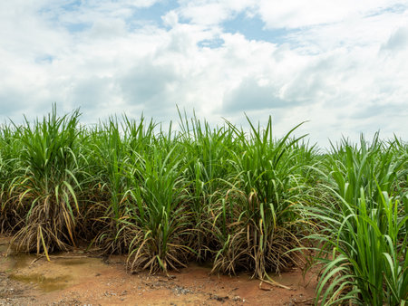 Sugarcane fields, blue sky and clear sky days in Thailand.の写真素材