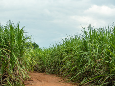 Sugarcane fields, blue sky and clear sky days in Thailand.の写真素材