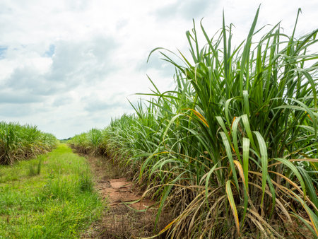 Sugarcane fields, blue sky and clear sky days in Thailand.の写真素材