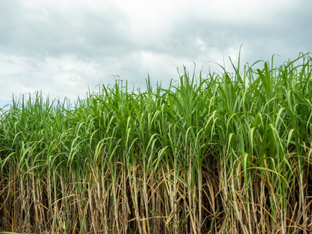 Sugarcane fields, blue sky and clear sky days in Thailand.の写真素材