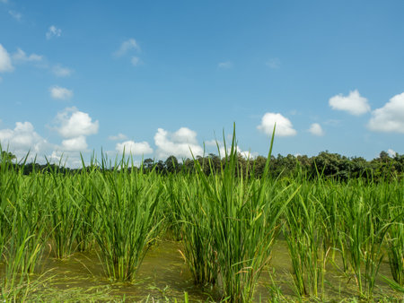 Picture of rice plants in front and blue sky.の写真素材