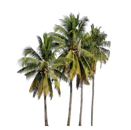 Group of coconut trees on white background with clipping path and alpha channel.の写真素材