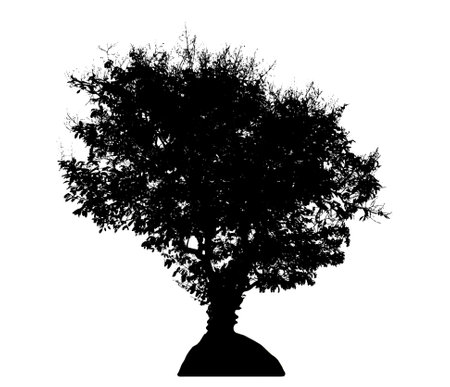 Tree silhouette on white background.の写真素材