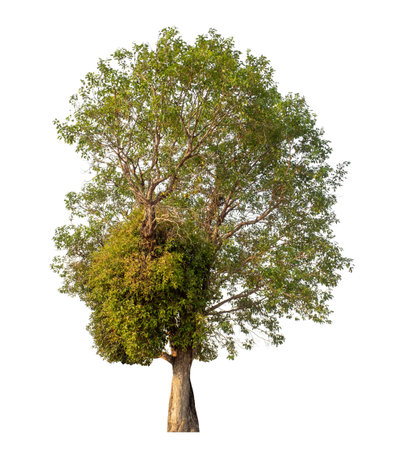 Single tree isolated on white background with clipping path and alpha channelの写真素材