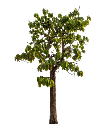 Single green tree isolated on white background with clipping path and alpha channelの写真素材