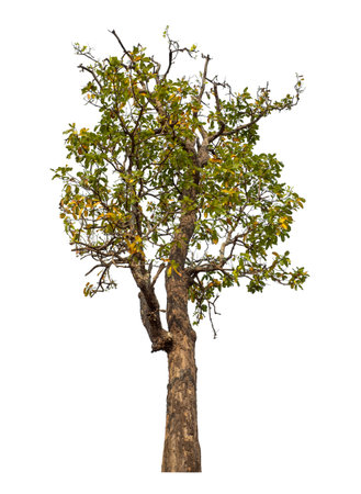 Single tree isolated on white background with clipping path and alpha channelの写真素材