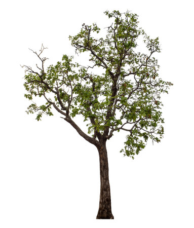Single green tree isolated on white background with clipping path and alpha channelの写真素材