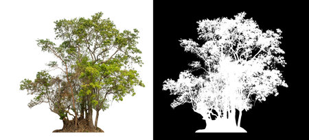 Green trees isolated on white background with clipping path and alpha channel on black backgroundの写真素材