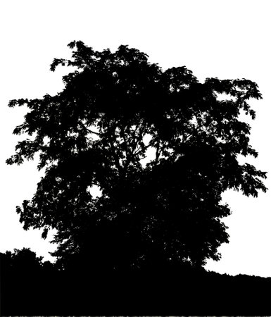 silhouette of a tree on a white background with clipping path and alpha channel.の写真素材