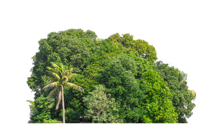 Green Trees isolated on white background.Forest and foliage in summer with cut path and alpha channel, high resolution.の写真素材
