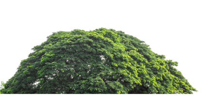 Green Trees isolated on white background.Forest and foliage in summer with cut path and alpha channel, high resolution.の写真素材