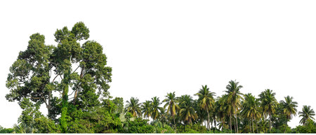 Coconut palm trees in summer on white background with clipping path and alpha channel, high resolution.の写真素材